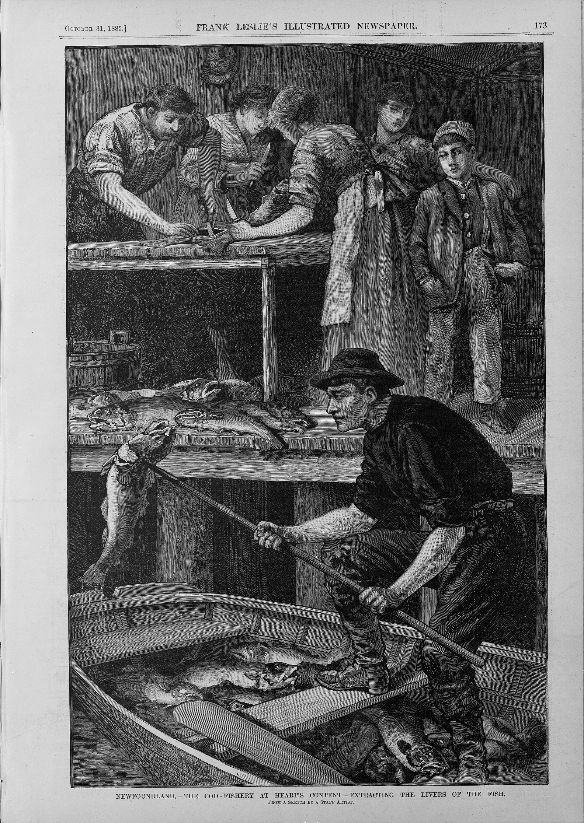 1885 engraving of cod being landed and cleaned at a fishery